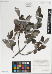 Foto von Salix laggeri Wimm.